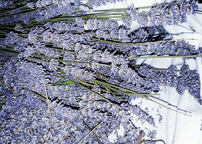 Appartement Leonarda Murter